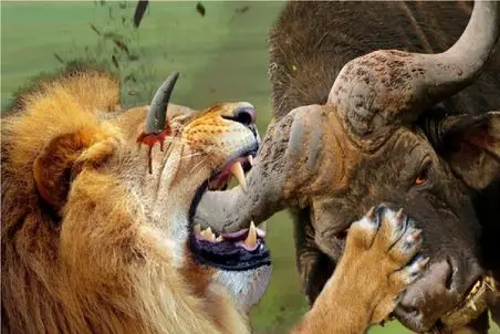 نبرد حیات وحش/شیر شکم بوفالو رو سفره میکنه 