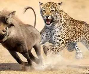 نارام زیان؛ پلنگ بدسگال و عصبانی گراز زگیل دار رو شقه کرد که دل نداری نببینش