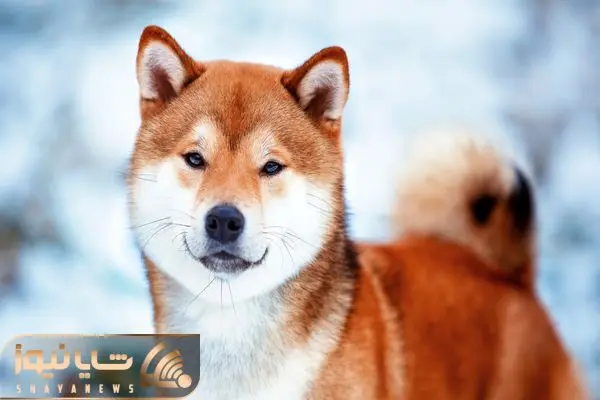 Shiba Inu