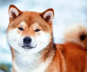 سوپرایزی جنجالی در انتظار شیبااینو!