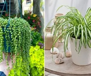 گیاهان آپارتمانی آشپزخونه / فکن داری ظرف میشوری این دلبرا هم کنارتن باهات حرف میزنن