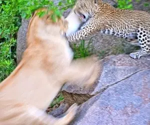 مستند حیات وحش؛ پلنگ مادر برای حفظ جان بچه اش با شیر جنگید