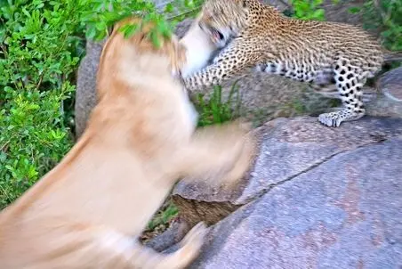 مستند حیات وحش؛ پلنگ مادر برای حفظ جان بچه اش با شیر جنگید