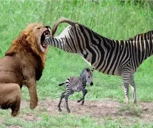 مستند حیات وحش؛ لگد قدرتمند گورخر مادر به شیر جانشان را میخرد