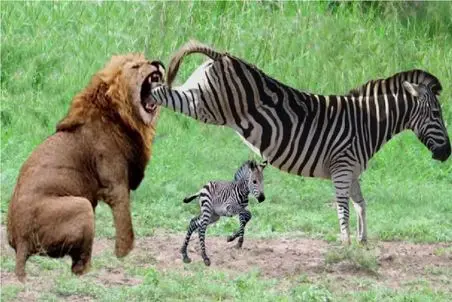 مستند حیات وحش؛ لگد قدرتمند گورخر مادر به شیر جانشان را میخرد