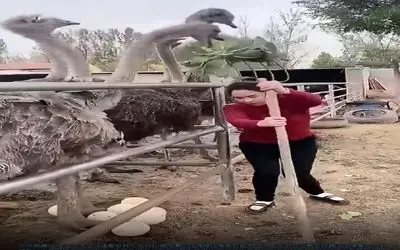 دامداری نوین؛ سر شترمرغای احمق رو با غذا گرم کرد هر چی تخم گذاشتنو کش رفت