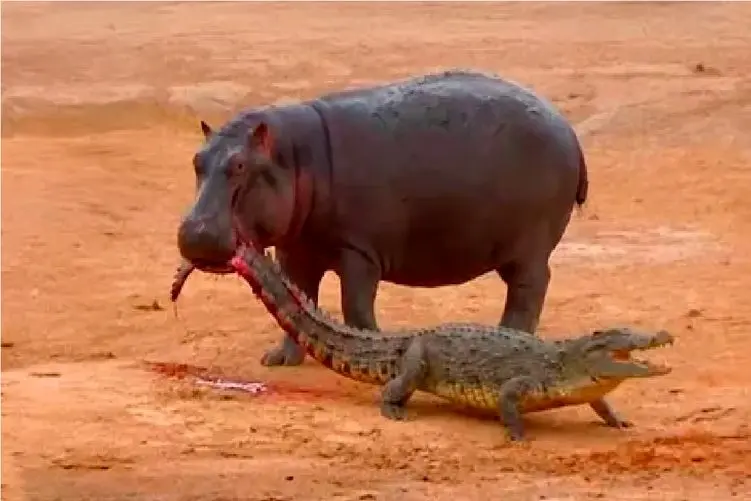 مستند حیات وحش؛ جدل تمساح و اسب آبی دهن گشاد بر سر قلمرو