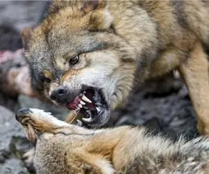 جنگ حیات وحش/ نبرد وحشتناک سگ و گرگ وحشی تا سر حد مرگ تا جایی که بمیرن می جنگند