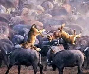 از جذابیت های حیات وحش؛ ضد حمله وحشتناک گاومیش و هم تیمی هاش به شیر و فنا شدنش