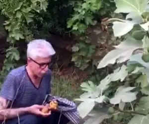 آواز محلی؛ کاک ناصر رزازی با لباس راحتی تو خلوت خودش در حین انجیر چیدن چه با حس خوند