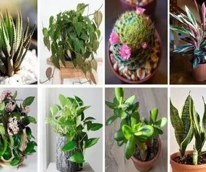 گیاهان آپارتمانی مقاوم/ خونت تاریکه نور ندارن خودتم حواس پرتی آب نمیدی بهشون آخ نمیگن