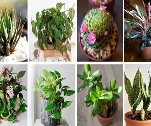 گیاهان آپارتمانی مقاوم/ خونت تاریکه نور ندارن خودتم حواس پرتی آب نمیدی بهشون آخ نمیگن