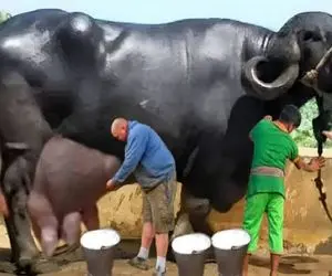 گاوهای باورنکردنی؛ بوفالو فلک زده انقدر حجم شرش زیاده نمیتونه حتی رو پا وایسه