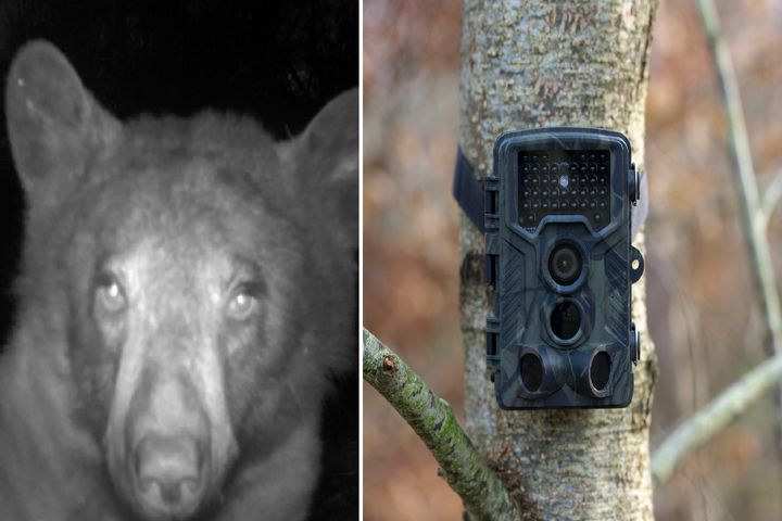 هوش ترسناک خرس سیاه غووول تو سلفی گرفتن؛ چه عشوه و نازی میاد جلو دوربین!