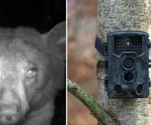 هوش ترسناک خرس سیاه غووول تو سلفی گرفتن؛ چه عشوه و نازی میاد جلو دوربین!