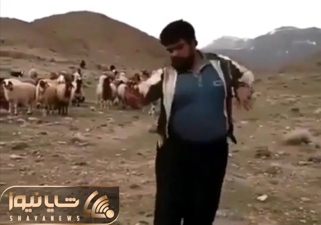 آواز محلی؛ رقص پر قمیش چوپان کنار گله با آهنگ لعبتی هزار ماشالا که گوسفندا هاج و واجن
