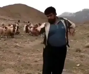 آواز محلی؛ رقص پر قمیش چوپان کنار گله با آهنگ لعبتی هزار ماشالا که گوسفندا هاج و واجن