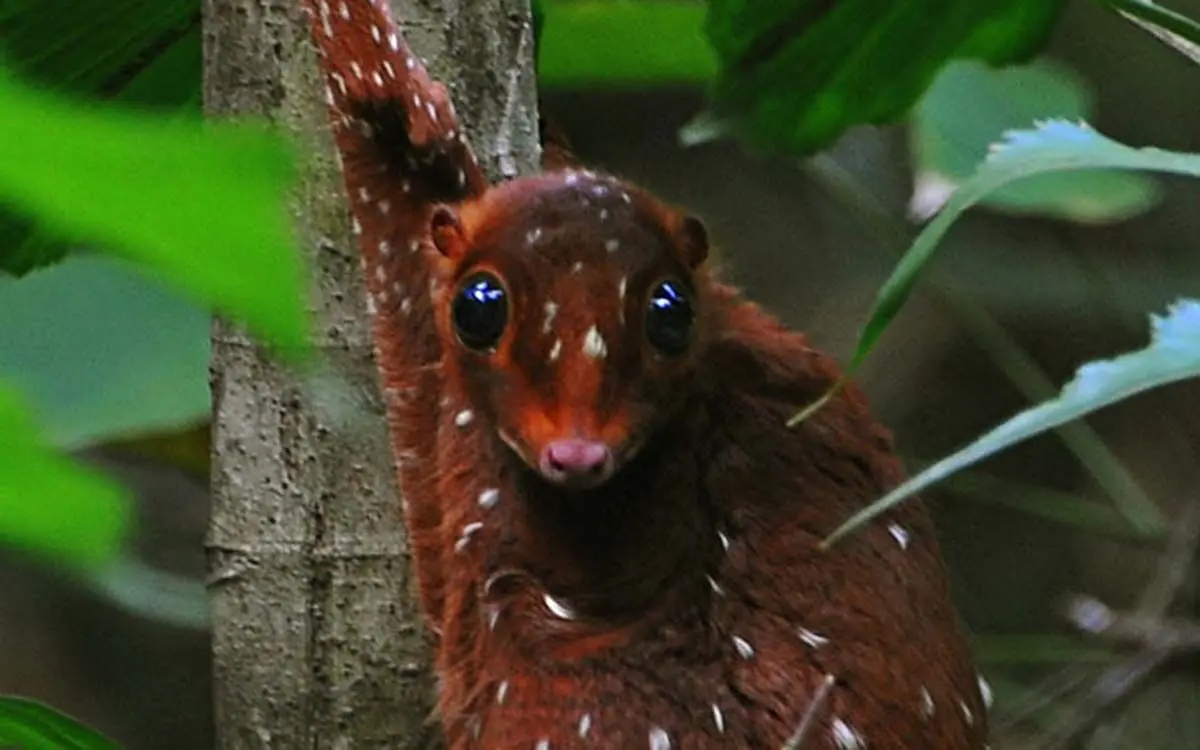 strange-animals-you-didnt-know-16