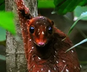 نا شناخته ترین حیوانات بر روی زمین 