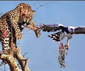 مستند حیات وحش؛ عقاب وحشی توله پلنگ را ربود و مادر مسلول تماشا کرد