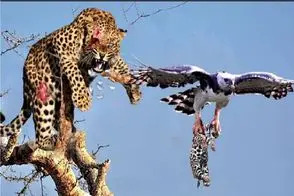 مستند حیات وحش؛ عقاب وحشی توله پلنگ را ربود و مادر مسلول تماشا کرد