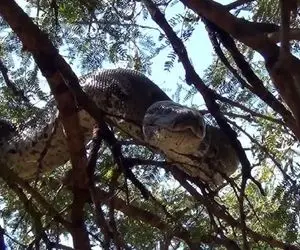 جذابیت های حیات وحش؛ غول ترین مارهای دنیا به قطر تنه درخت که میرن بالای درخت