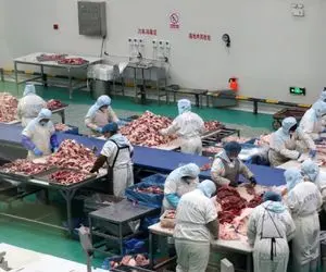 کارخانه حیوانات؛ خر درشت‌ها با گیوتین کبابی و بسته بندی میشن ریزها هم پروار