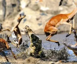 از جذابیت های حیات وحش؛ کروکودیل شریر تا از آب درومد ایمپالا رو تیکه پاره کرد