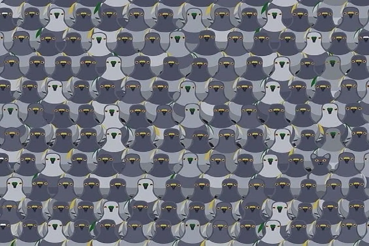 کبو1