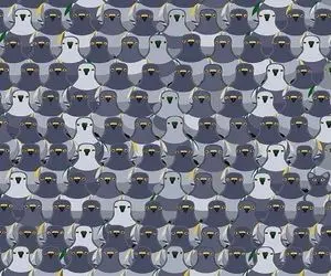 بازی فکری؛ سه ثانیه وقت داری گربه رو پیدا کنی اگه نتونستی چشات ضعیف شده ببم جان