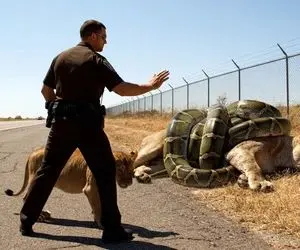 حیات وحش مصنوعی؛ شیر دلیر برای نجات جان مادرش از چنگ پیتون غول کمک آورد