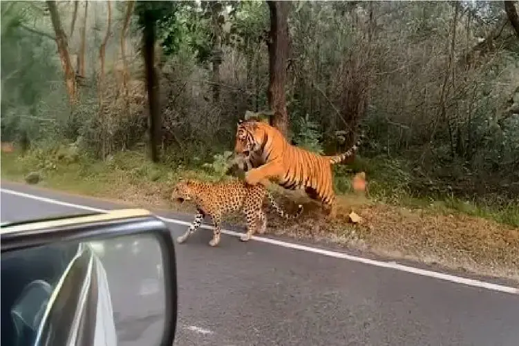 مستند حیات وحش؛ نزاع خصمانه شیر و ببر برای موضع قدرت