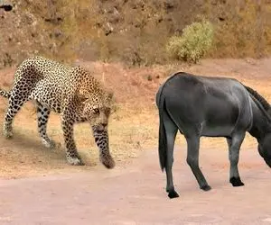 جذابیت حیات وحش / اتفاقی مرگبار برای این پلنگ افتاد هنگام حمله به الاغ