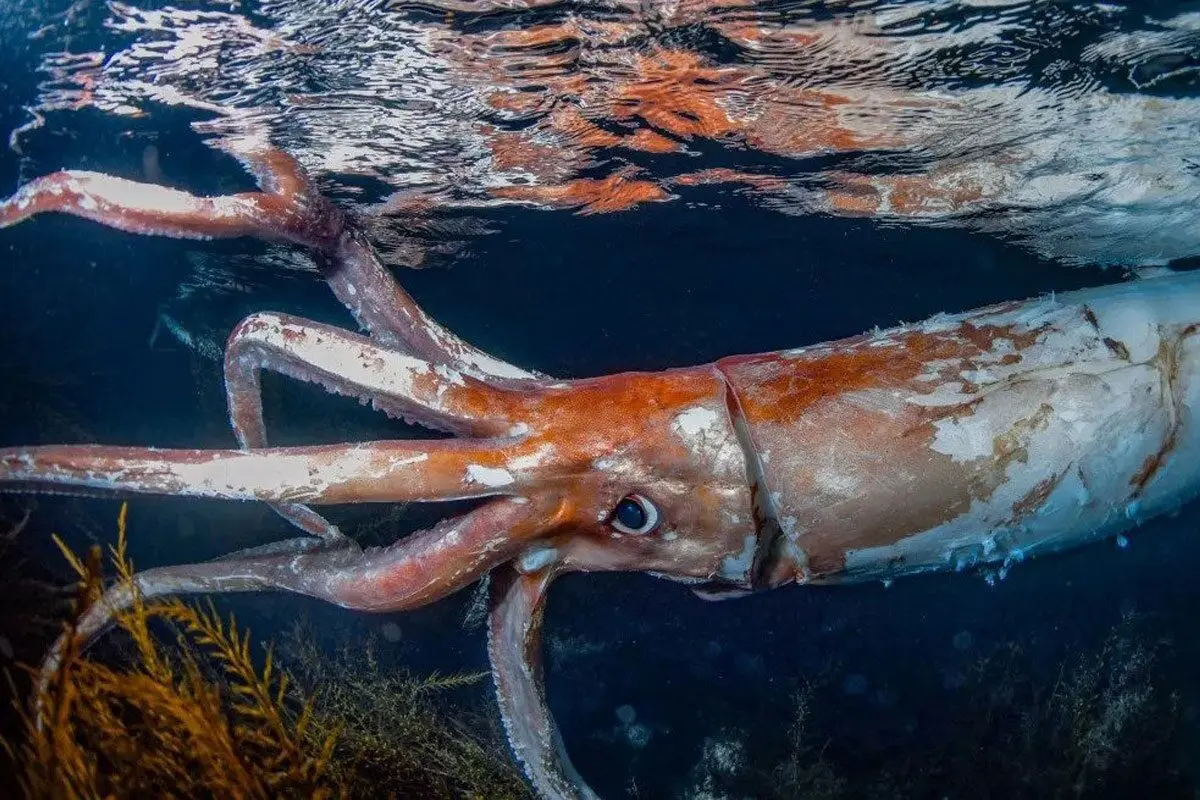 کالامار غول پیکر (Giant Squid)