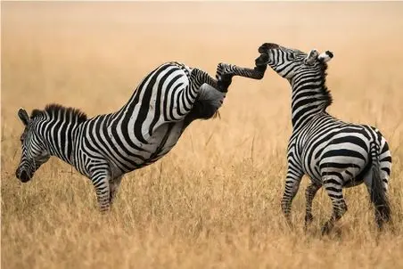 مستند حیات وحش؛ گورخر دیوانه بچه اش رو بی رحمانه میکشه