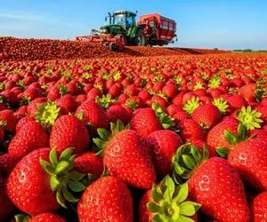 انقلاب کشاورزی؛ آمریکایی ها با معجزه تکنولوژی هر ثانیه ۱ تن توت‌فرنگی تولید می‌کنن