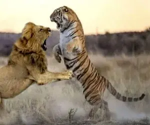 مستند حیات وحش؛ نبرد سبعانه ببر و شیر برای صلب حاکمیت