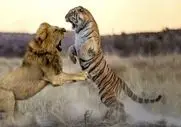 مستند حیات وحش؛ نبرد سبعانه ببر و شیر برای صلب حاکمیت
