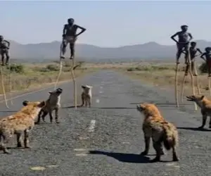 مستند کاوش؛ بربرها رو هوا راه میرن کفتار نخورتشون