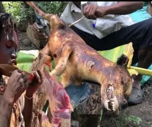 کباب سگ؛ بربرهای برهنه از شدت گرسنگی با چوب سگ وحشی شکار و کباب کردن که زنده بمونن