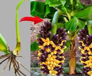 کشاورزی نوین؛ موز و بادمجون رو به هم پیوند زده یه درخت درومده که هر دو آویزونشن