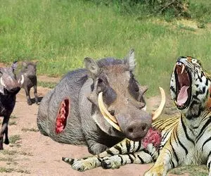 بدایع حیات وحش؛  گراز عصبانی به حملات دیوانه وار برای محافظت از همکارش می رود