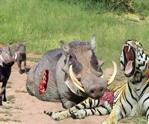 بدایع حیات وحش؛  گراز عصبانی به حملات دیوانه وار برای محافظت از همکارش می رود