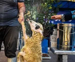 (جدول) قیمت دام زنده امروز ۲۶ فروردین ۱۴۰۴/ بازار دام هم به ارز گره خورد؟