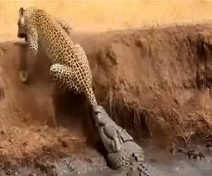 مستند حیات وحش؛ تمساح دم پلنگ رو مثل کنه چسبیده بکشه تو برکه جر وا جرش کنه