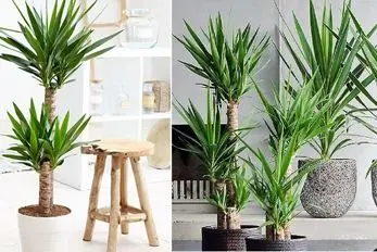 راهنمای نگهداری و پرورش گیاه یوکا؛ درخچه ای زیبا و زینتی مناسب محل کار، اتاق یا نشیمن