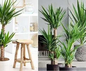 راهنمای نگهداری و پرورش گیاه یوکا؛ درخچه ای زیبا و زینتی مناسب محل کار، اتاق یا نشیمن