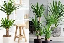 راهنمای نگهداری و پرورش گیاه یوکا؛ درخچه ای زیبا و زینتی مناسب محل کار، اتاق یا نشیمن