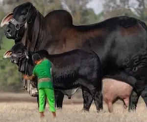 گاوهای باورنکردنی؛ گاو غول پیکر با عضلات باورنکردنی که برای مسابقه آماه میشن