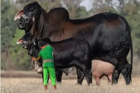 گاوهای باورنکردنی؛ گاو غول پیکر با عضلات باورنکردنی که برای مسابقه آماه میشن